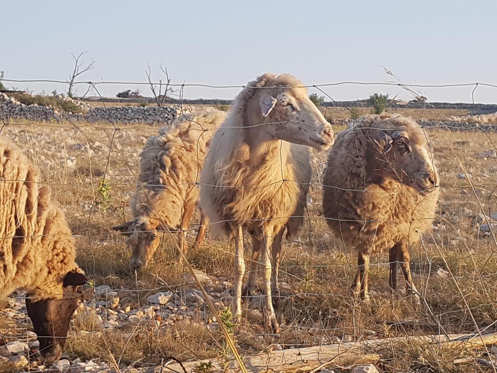 דירות פובליאנה Luciana מראה חיצוני תמונה